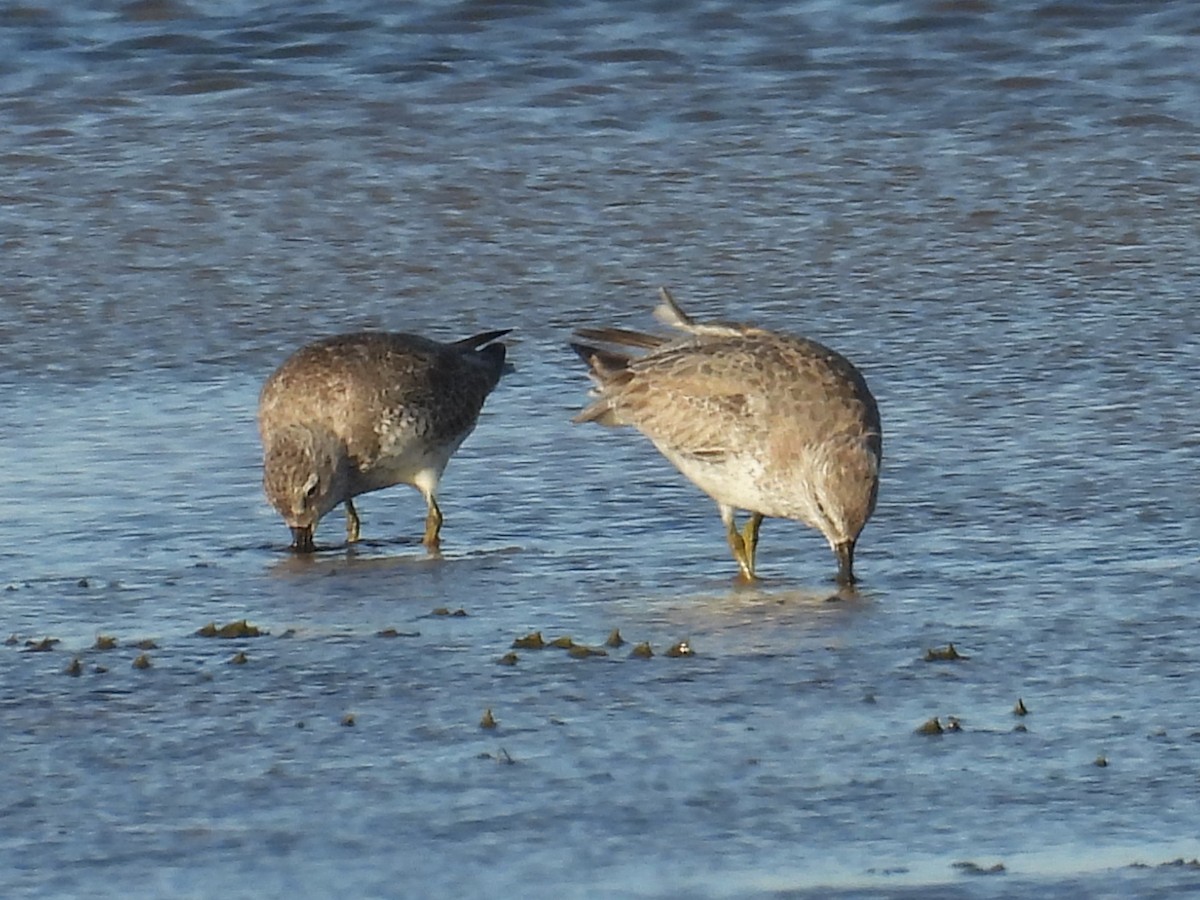 Исландский песочник - ML644819012