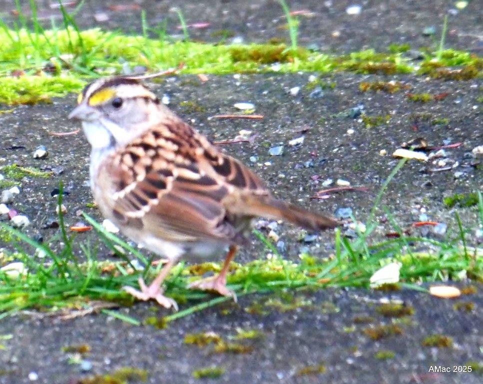 White-throated Sparrow - ML644819013