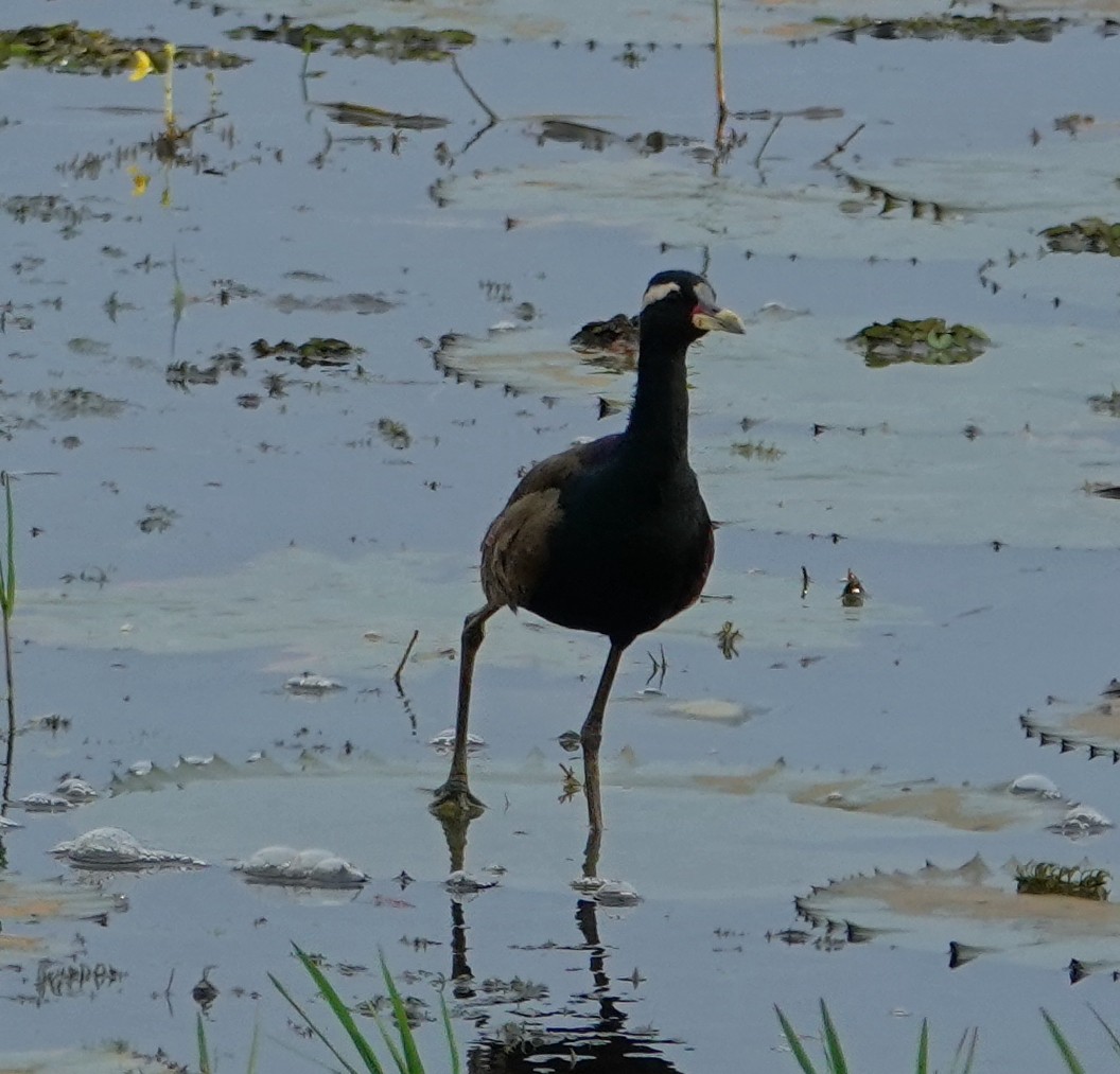 Bronze-winged Jacana - ML644819015