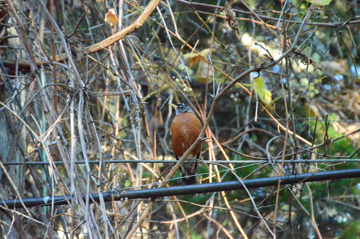 Дрізд мандрівний - ML644819016