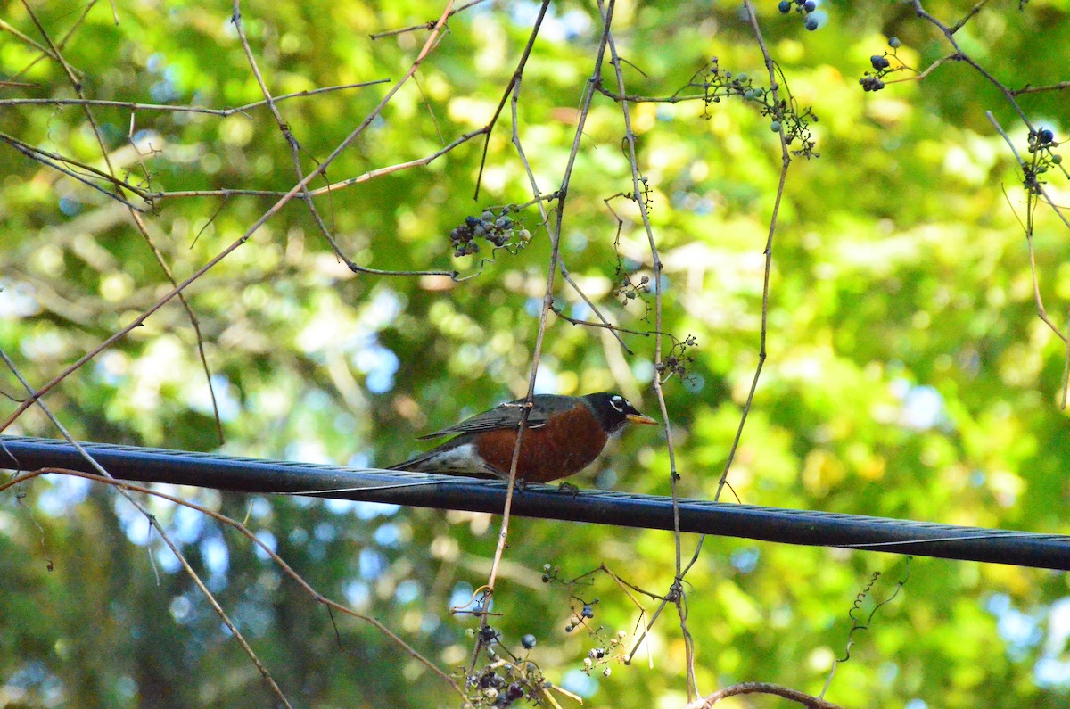 Дрізд мандрівний - ML644819017