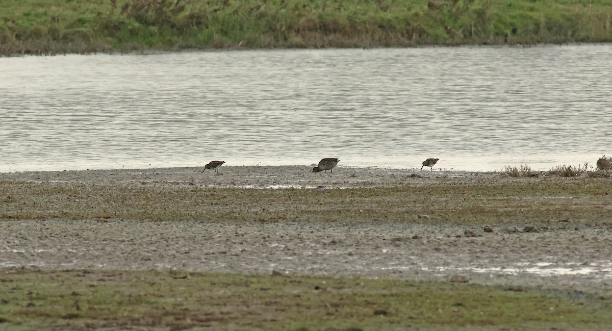 ヨーロッパトウネン - ML644819032