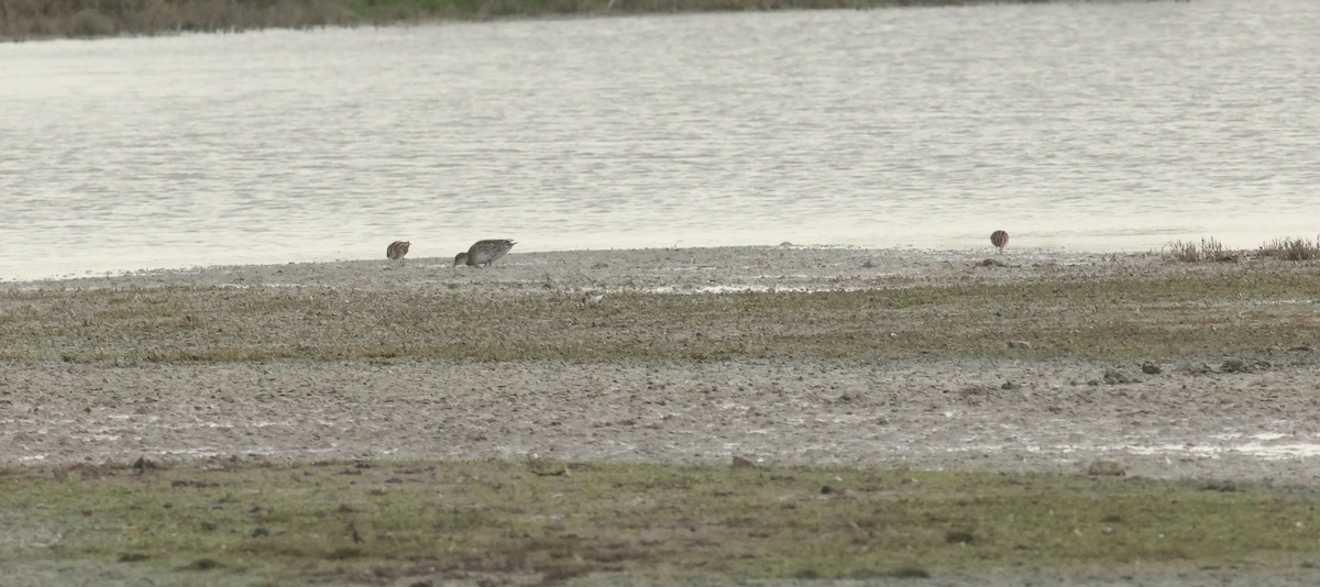 ヨーロッパトウネン - ML644819034