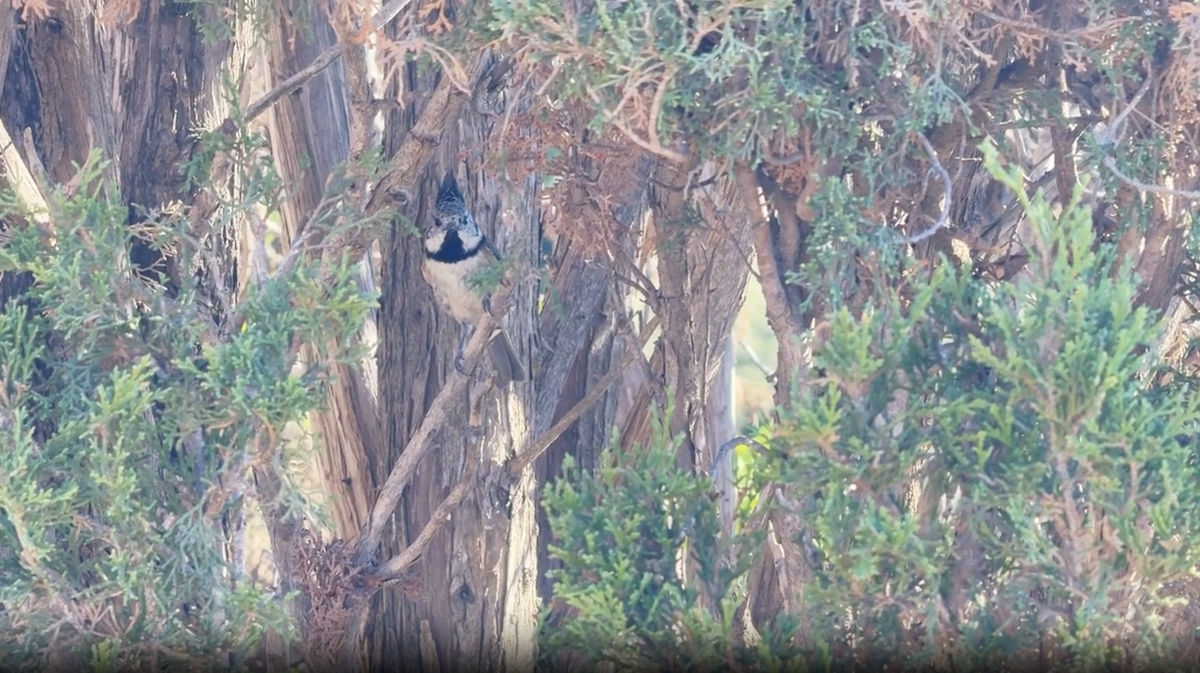Crested Tit - ML644819035