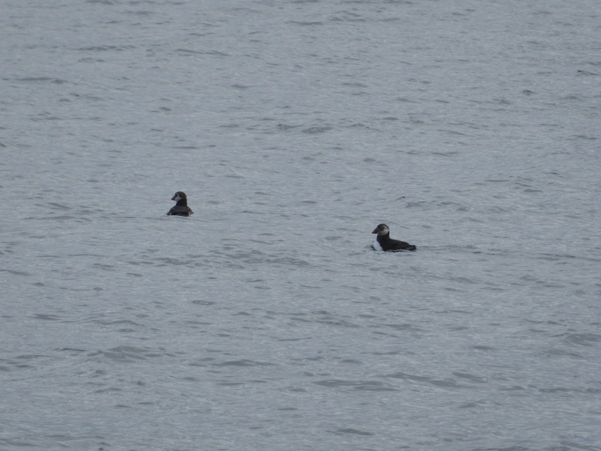 Atlantic Puffin - ML644819043