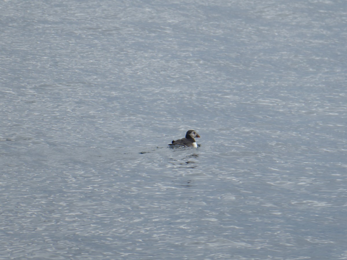 Atlantic Puffin - ML644819044