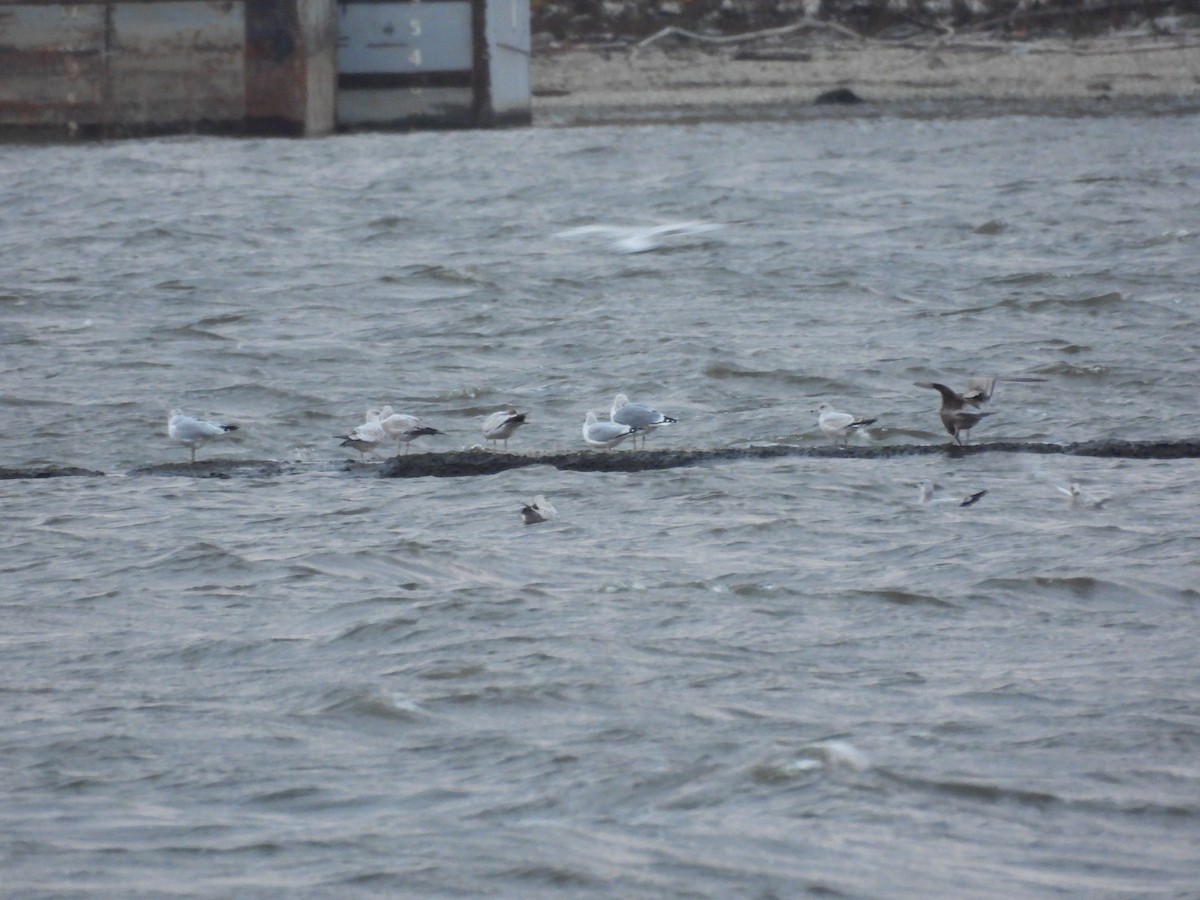 Larus sp. - ML644819046