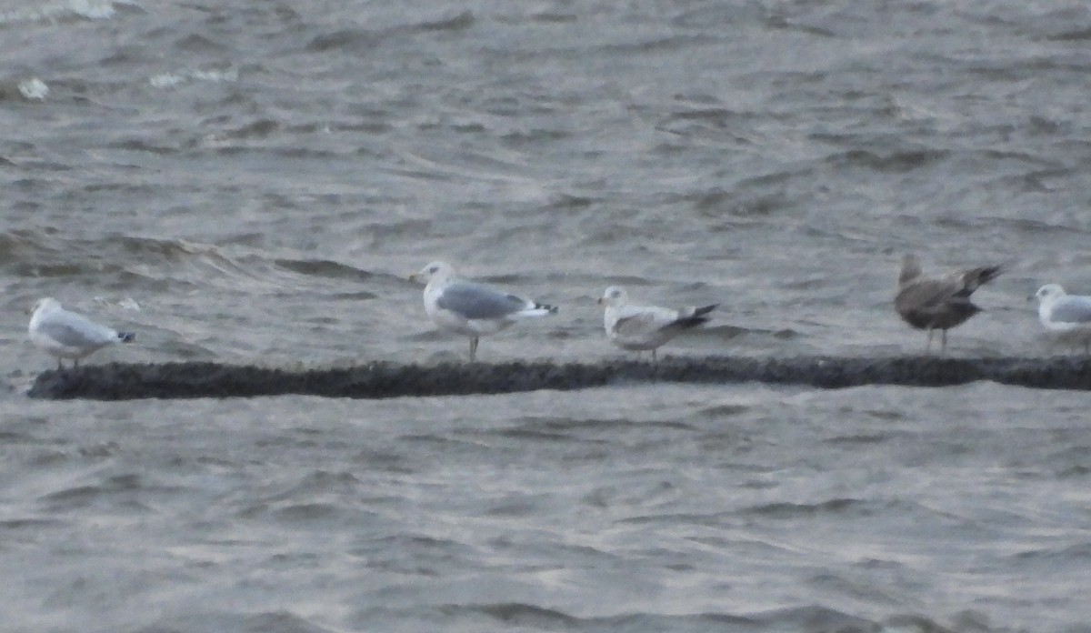 Larus sp. - ML644819047