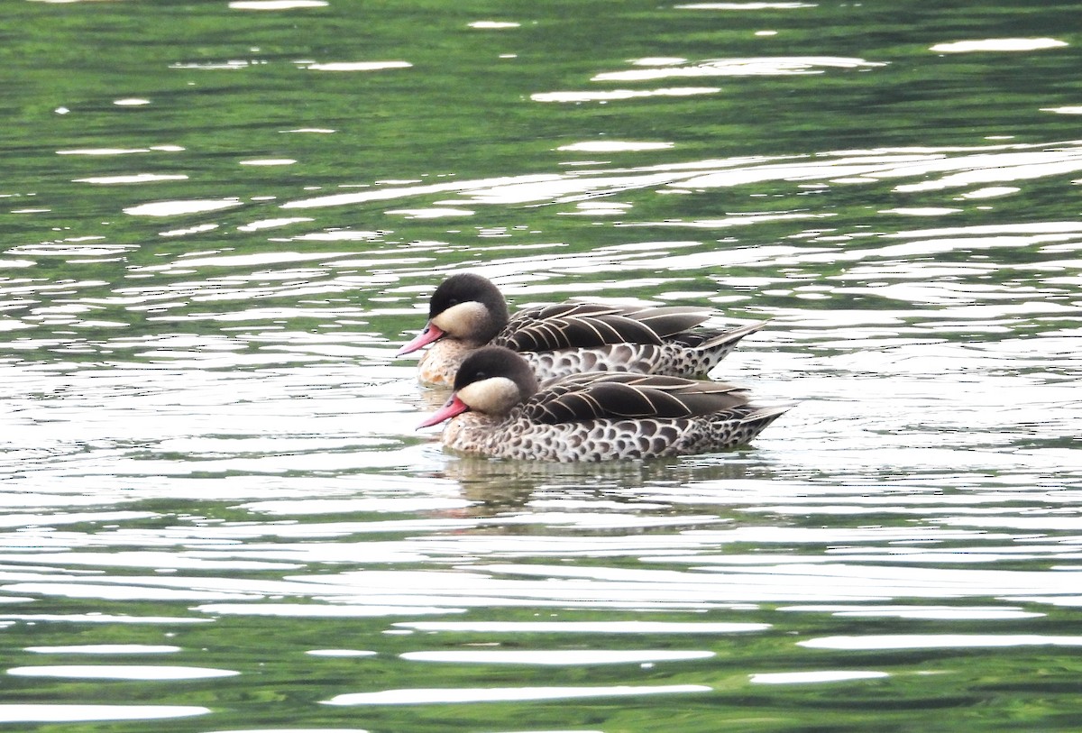 Ánade Piquirrojo - ML644819051