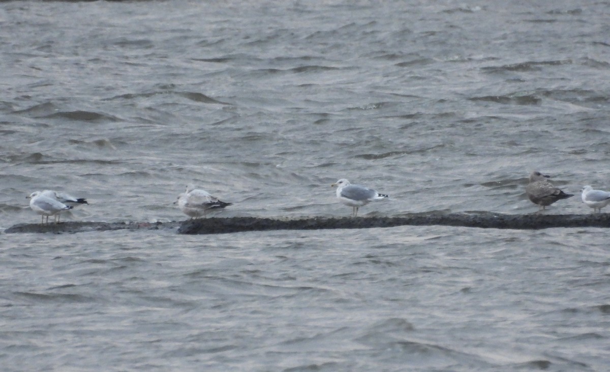 Larus sp. - ML644819052