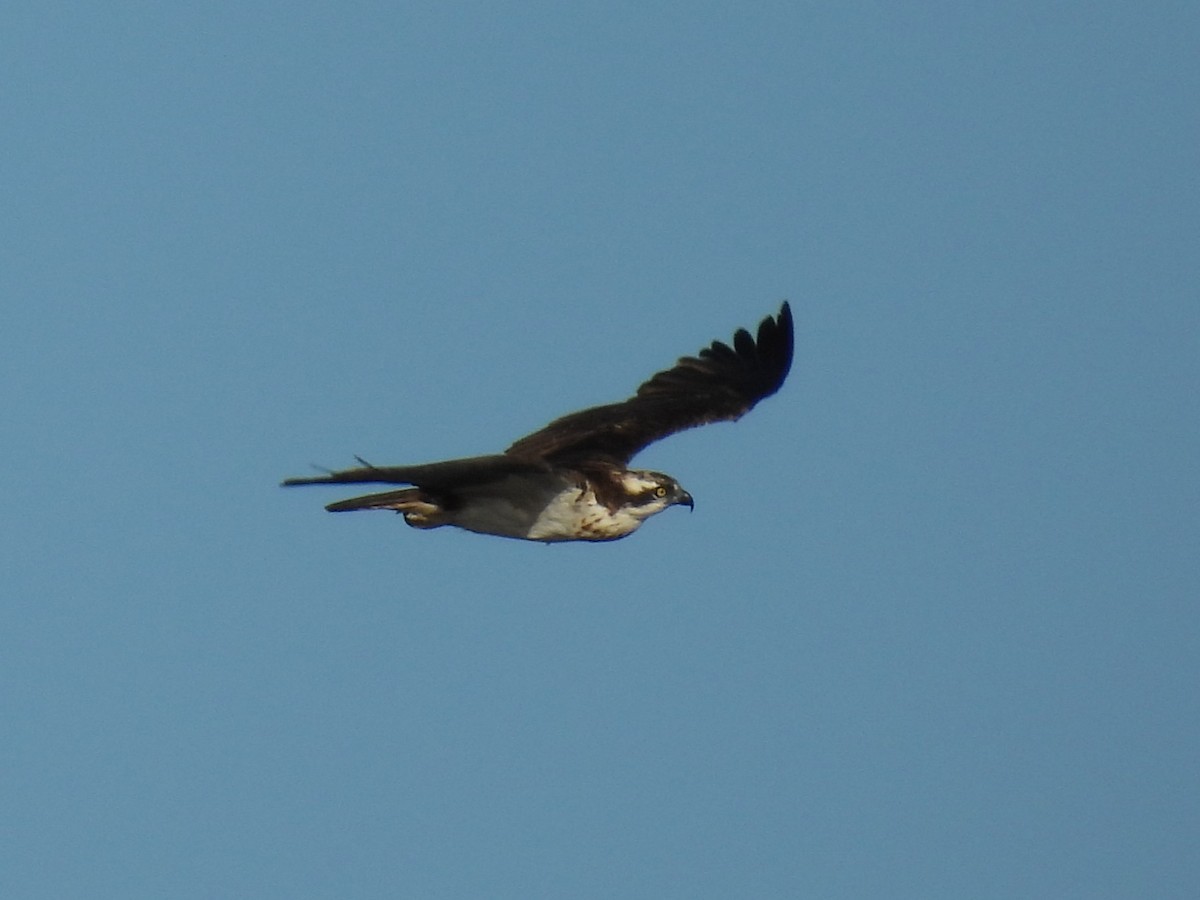 Osprey - ML644819053