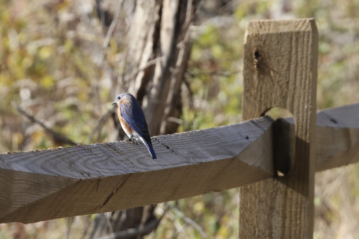 Doğulu Mavi Ardıç - ML644819054