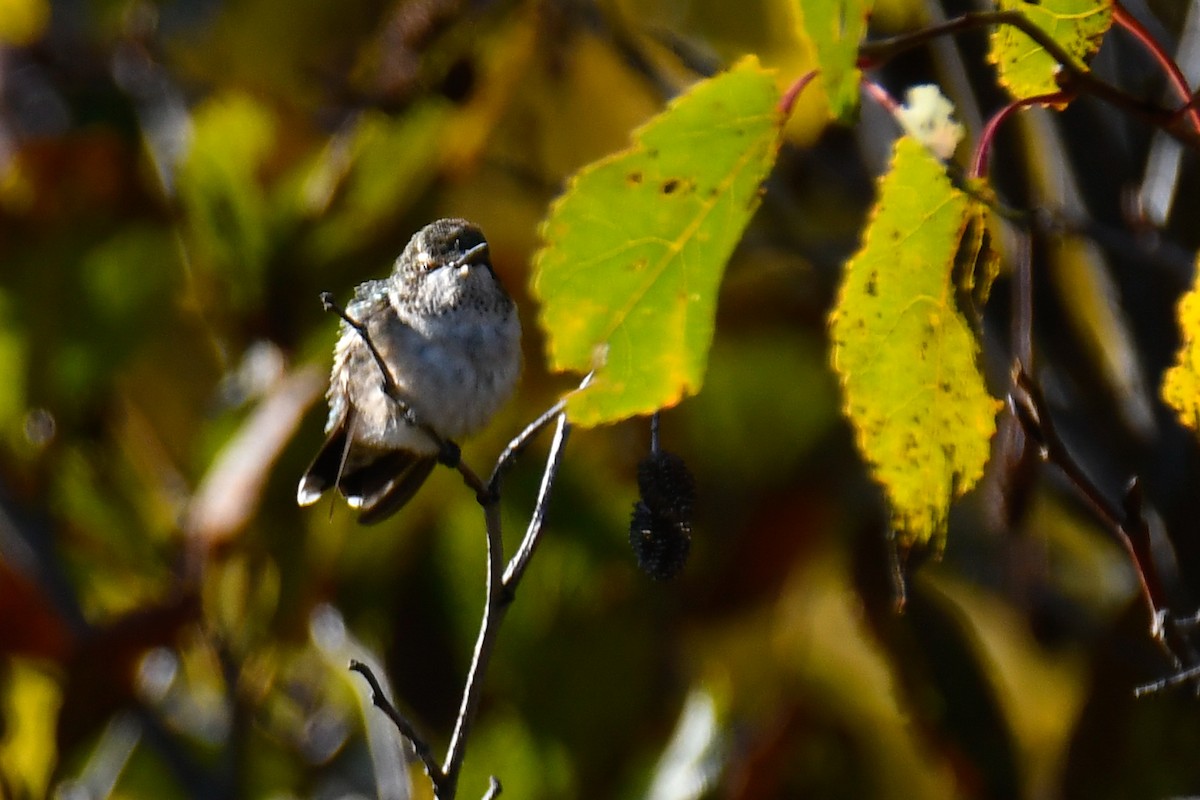 Рубиновогорлый колибри - ML644819055