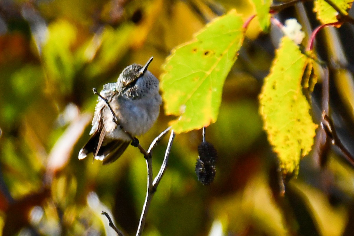 Рубиновогорлый колибри - ML644819056