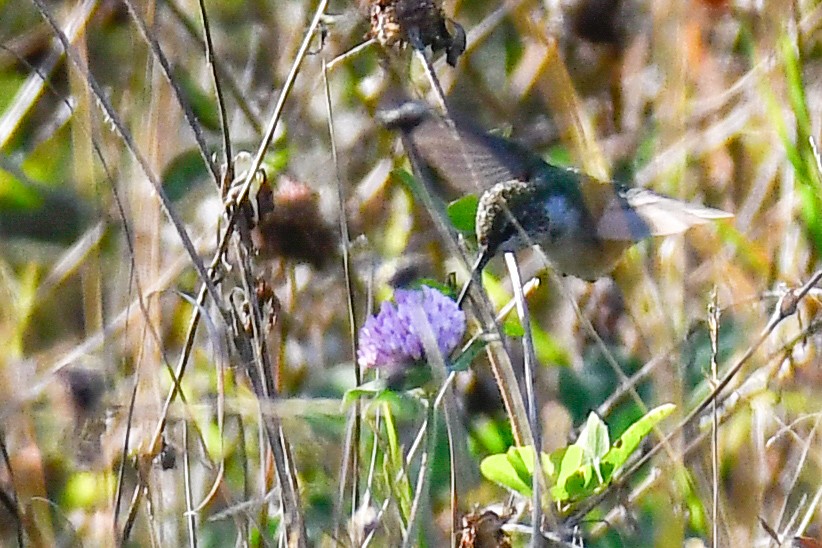 Рубиновогорлый колибри - ML644819057