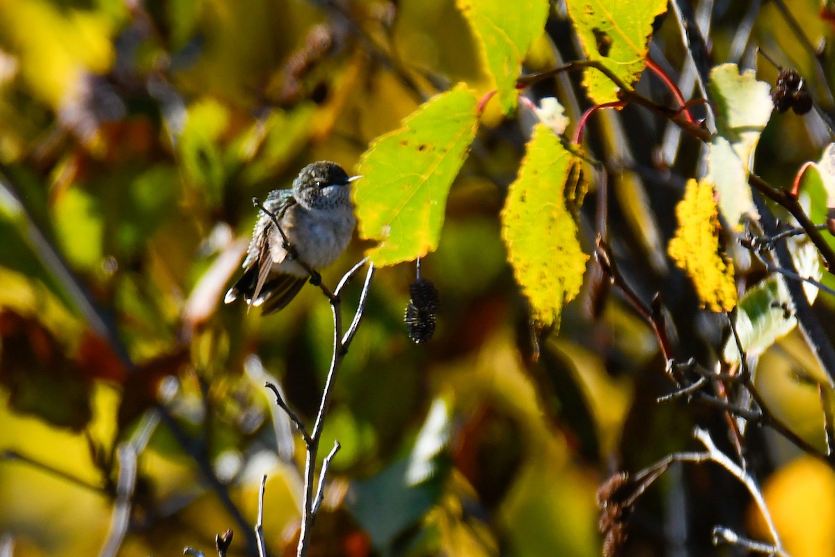 Рубиновогорлый колибри - ML644819058