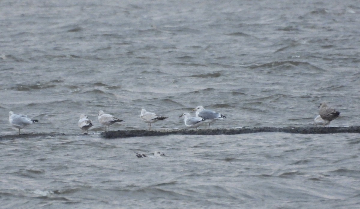 Larus sp. - ML644819059