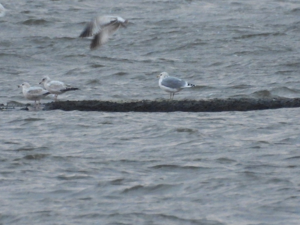 Larus sp. - ML644819062