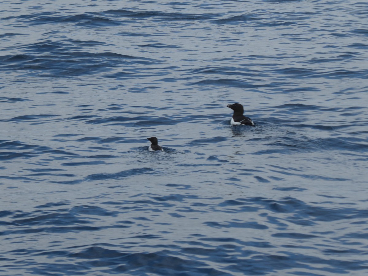 Razorbill - ML644819067