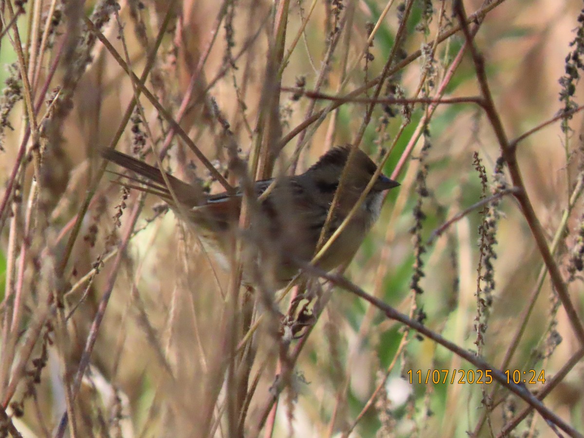 Swamp Sparrow - ML644819069