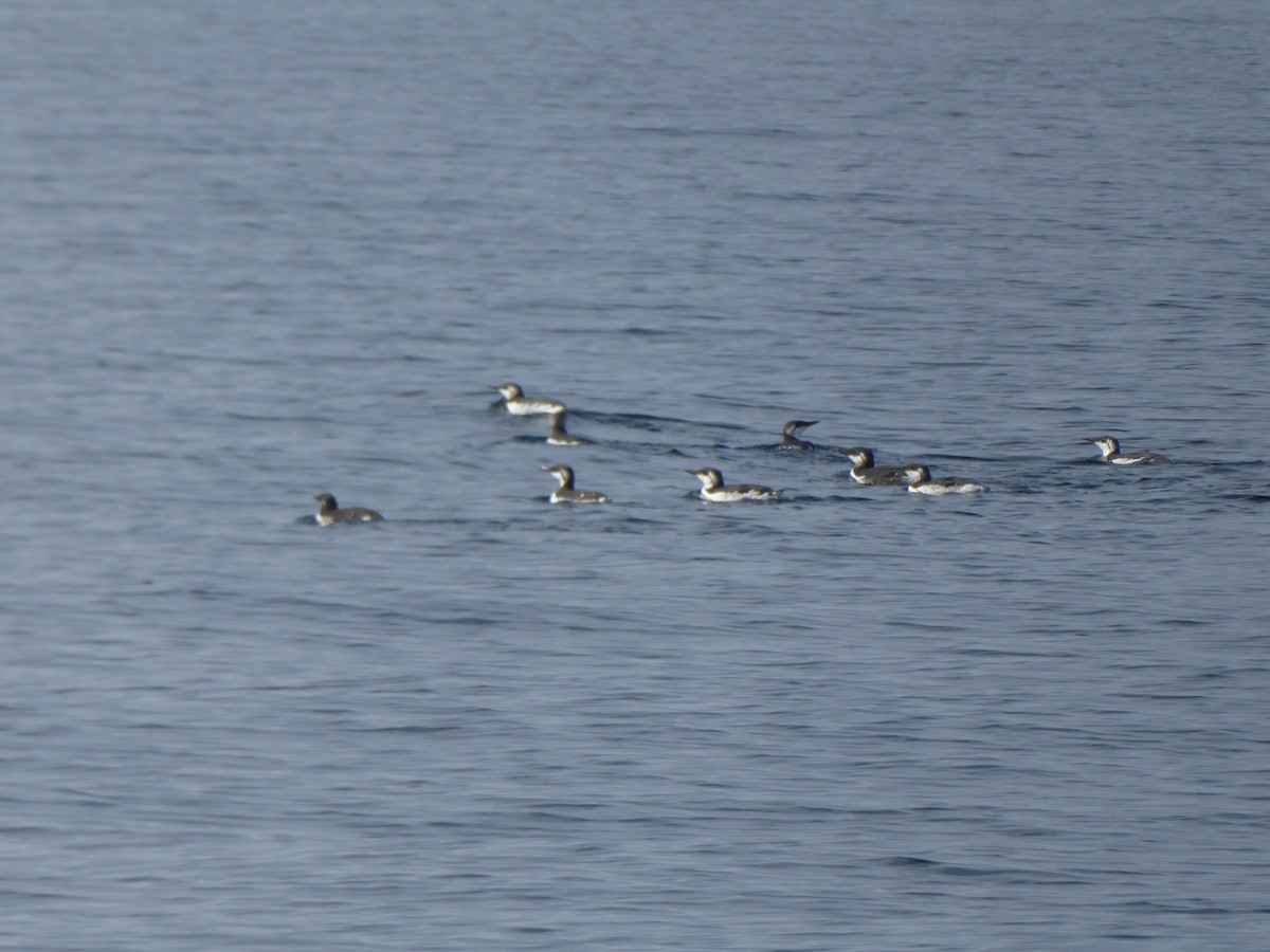 Common Murre - ML644819072