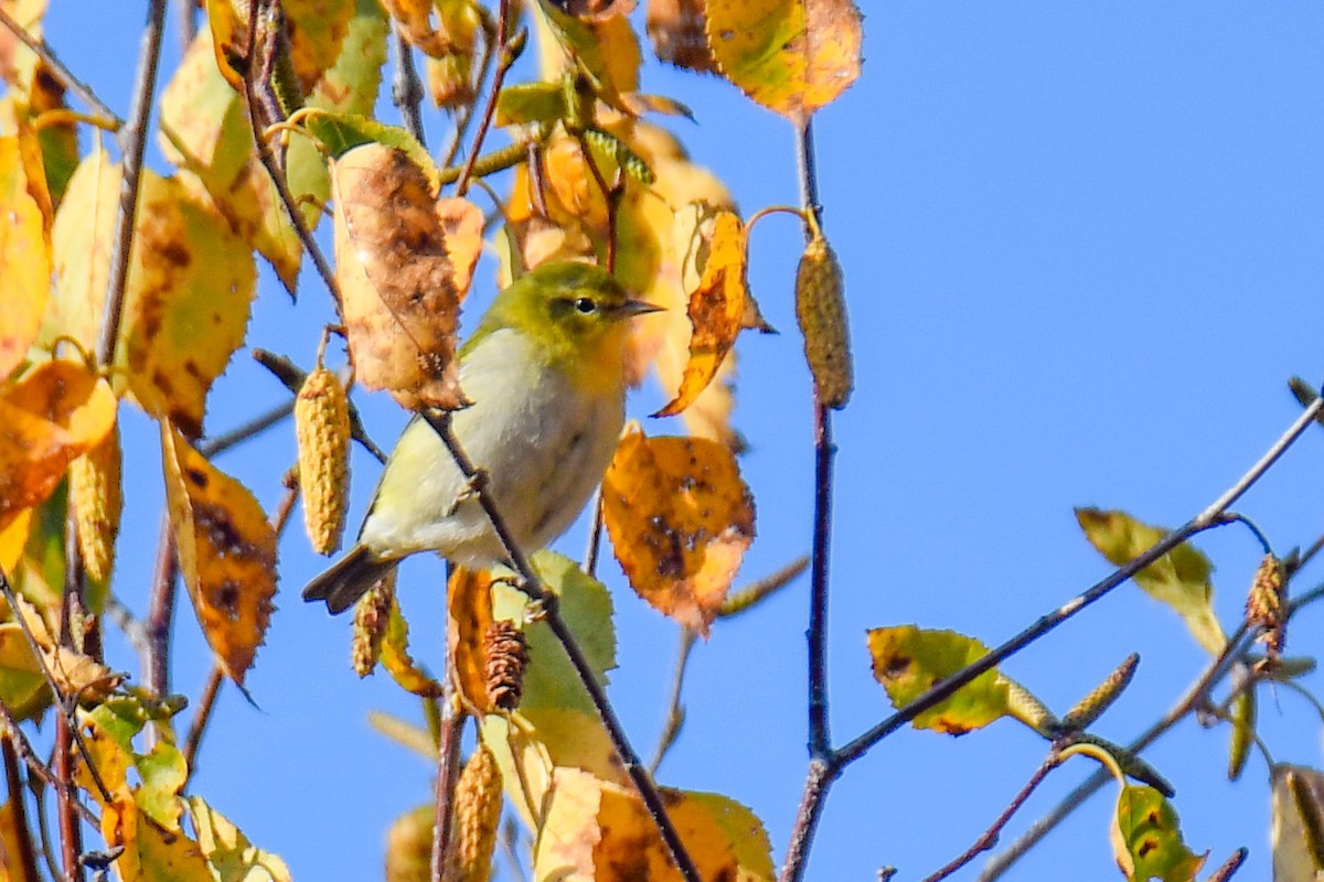 Tennessee Warbler - ML644819084