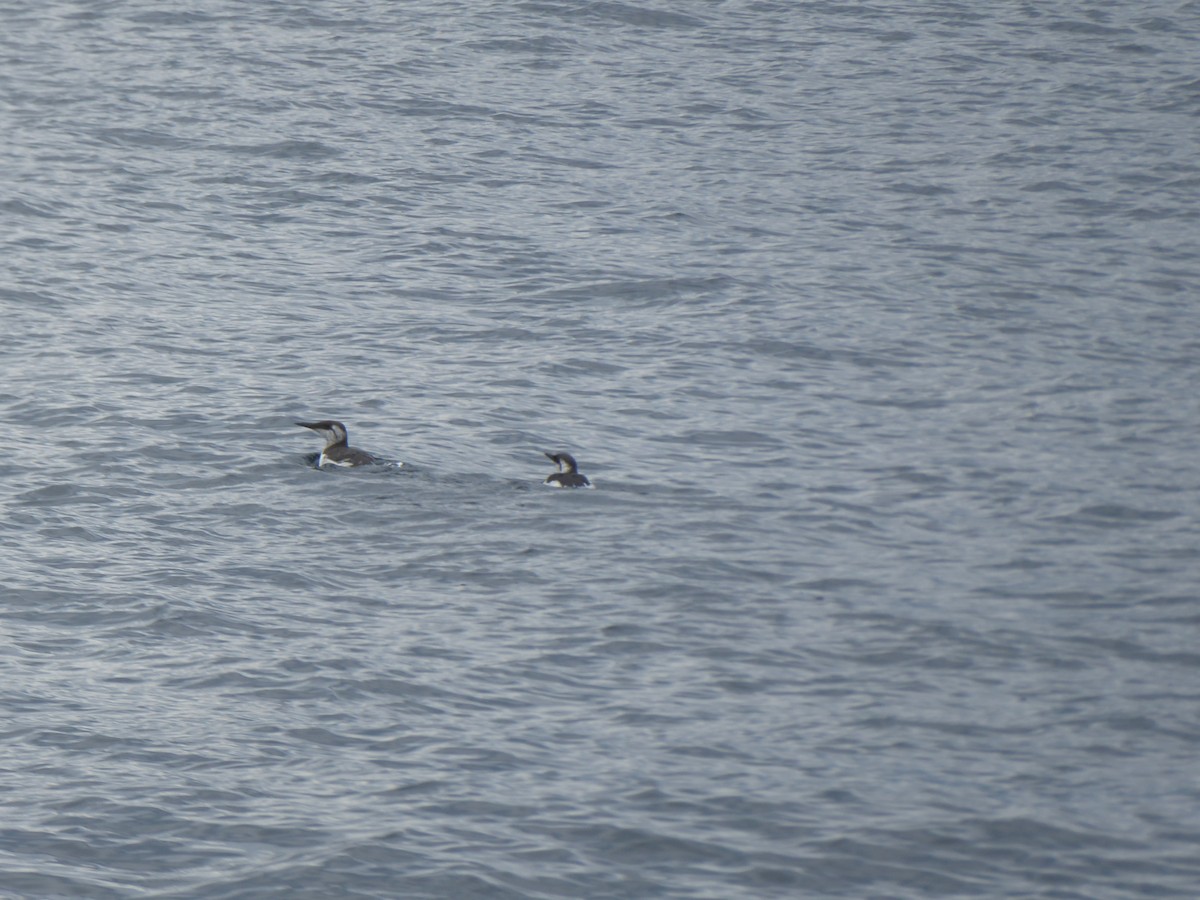 Common Murre - ML644819097