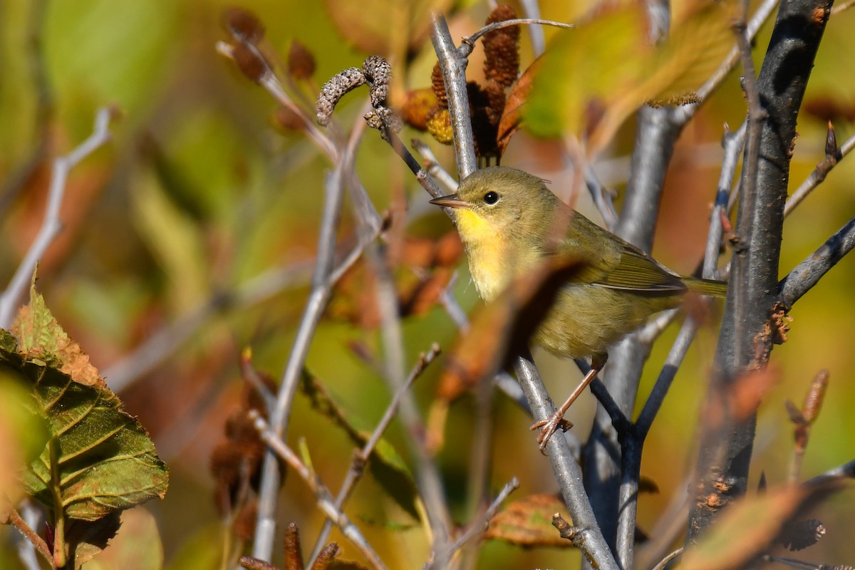 Северная желтогрудка - ML644819101
