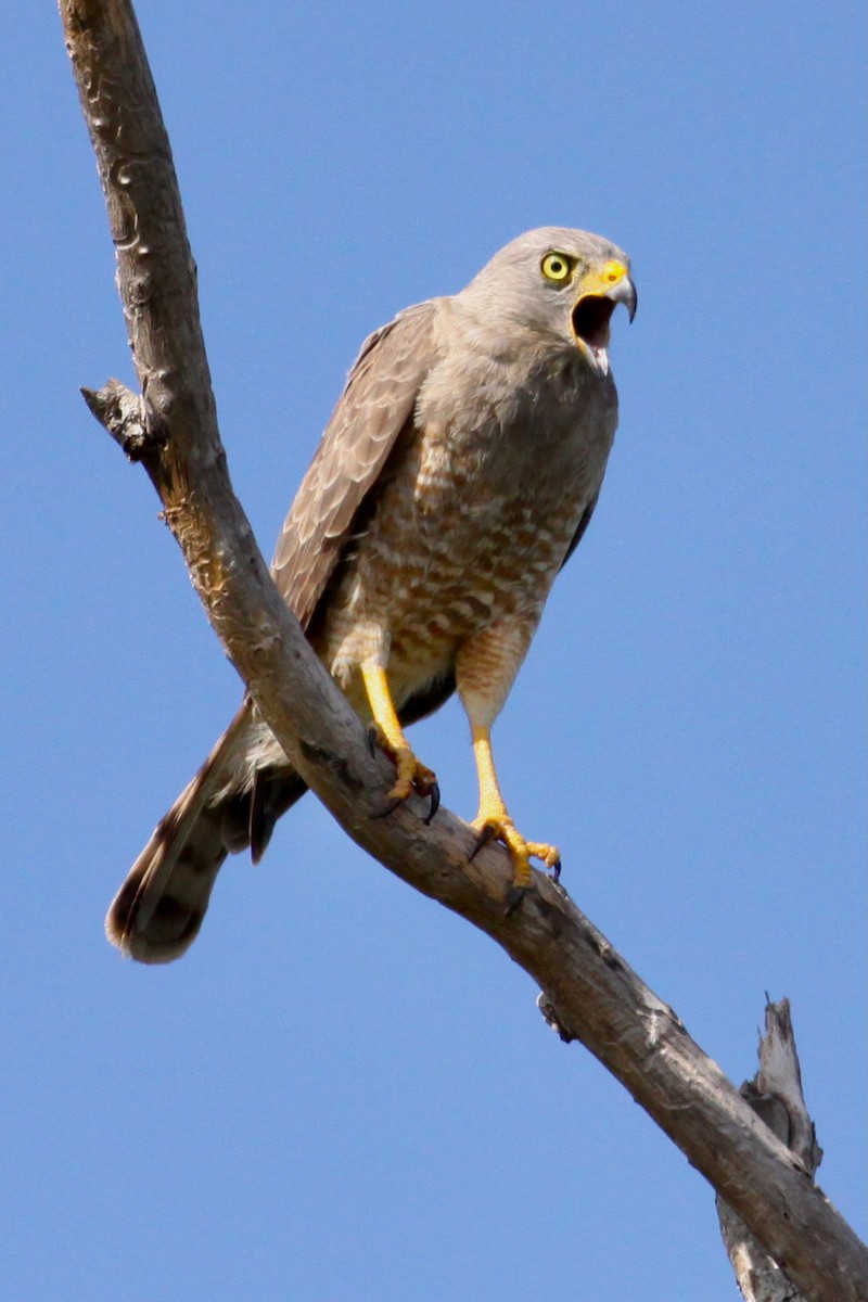 káně krahujová - ML644819109