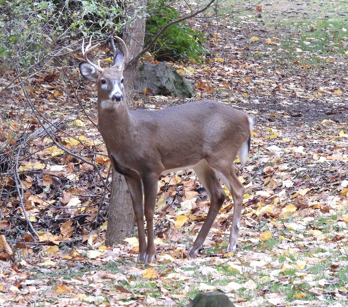 Animals - ML644819127