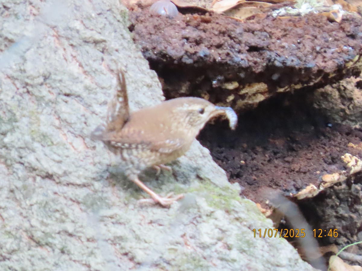 Winter Wren - ML644819128