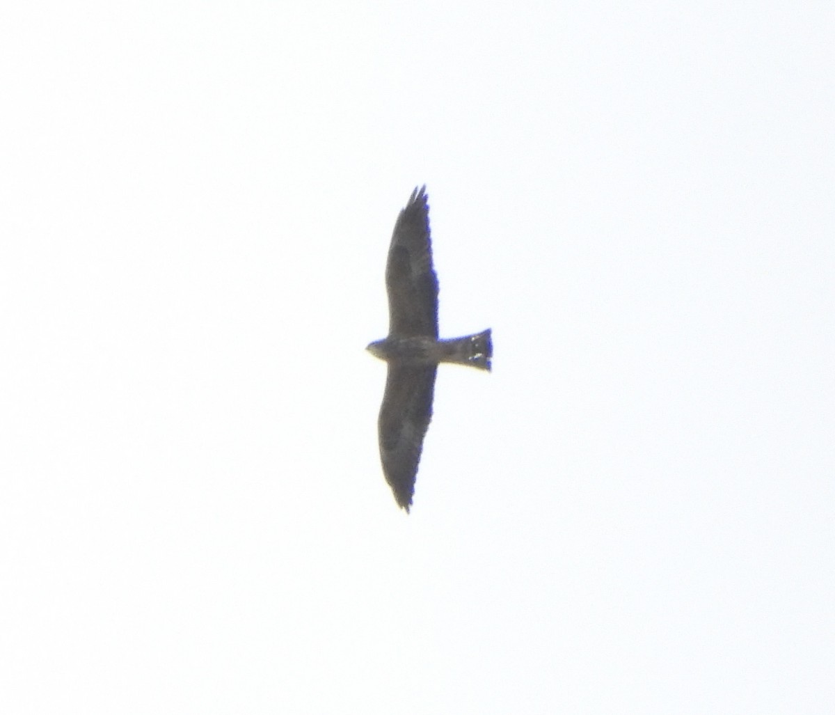 Mississippi Kite - ML644819138