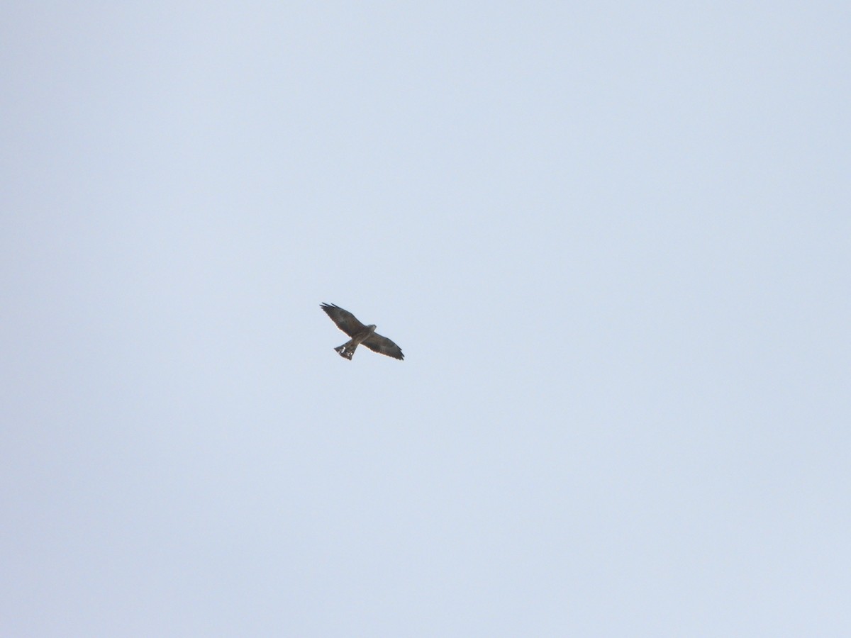 Mississippi Kite - ML644819139