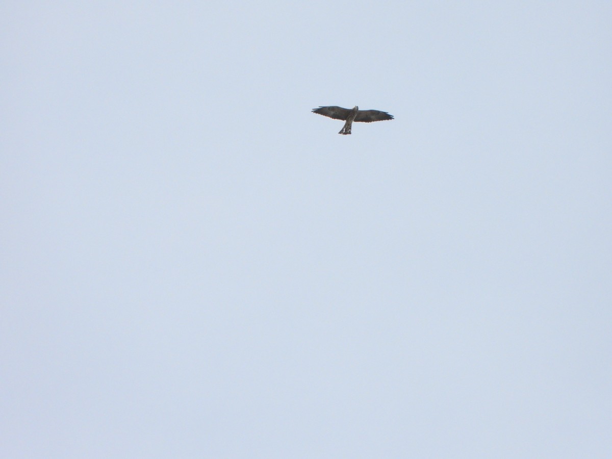Mississippi Kite - ML644819140