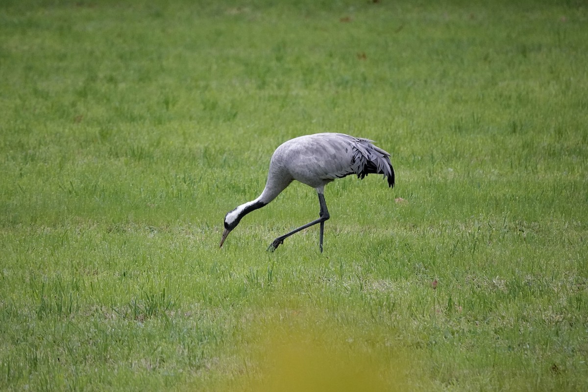 Common Crane - ML644819172