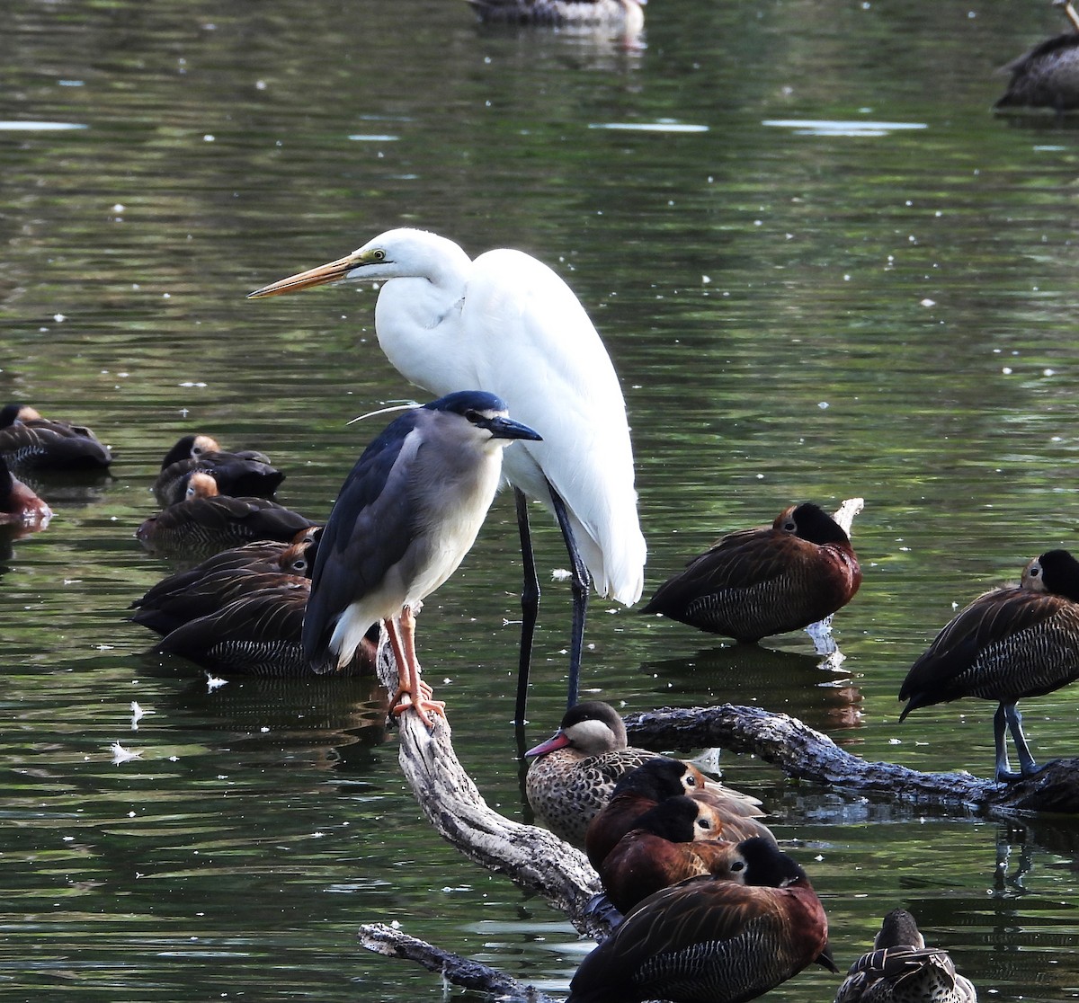 Koartza zuria - ML644819175