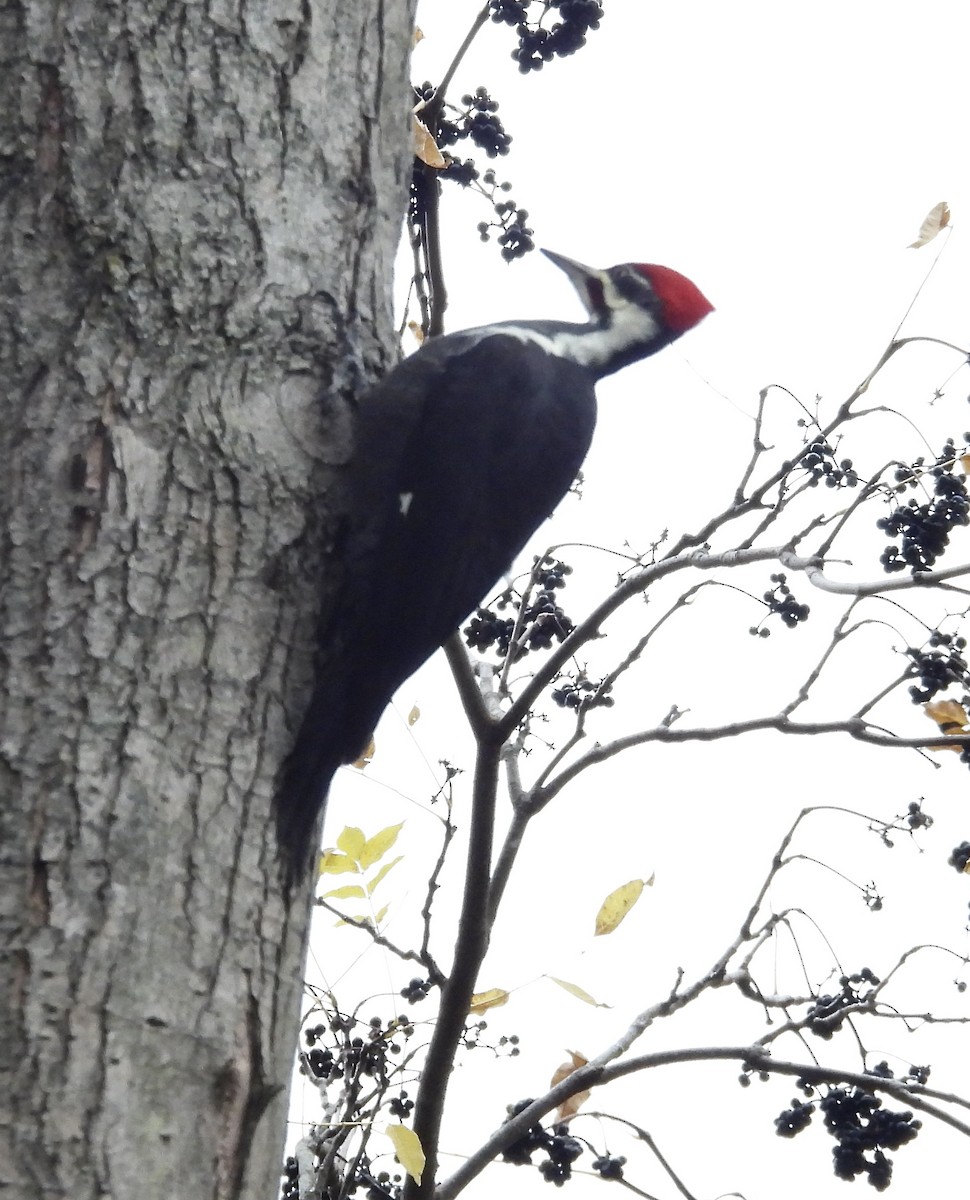 Pileated Woodpecker - ML644819200