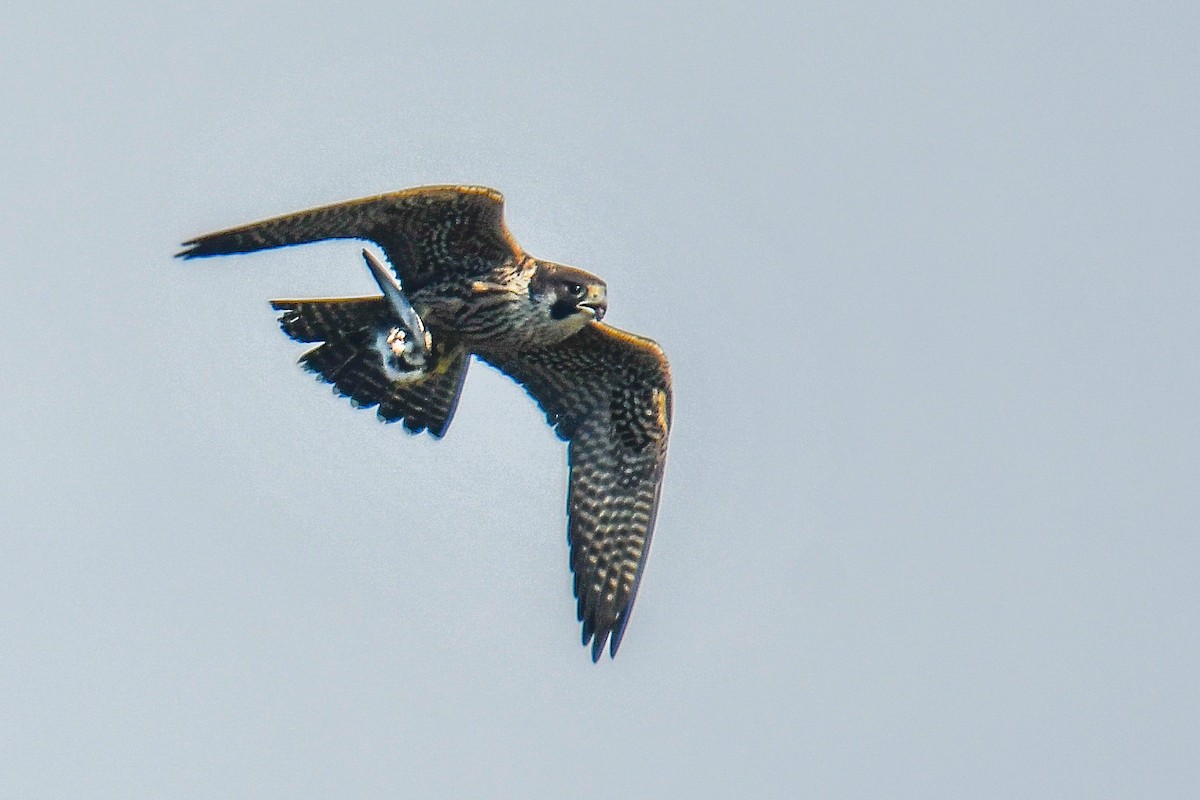 Peregrine Falcon - ML644819205