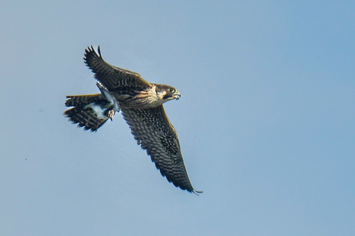 Peregrine Falcon - ML644819206