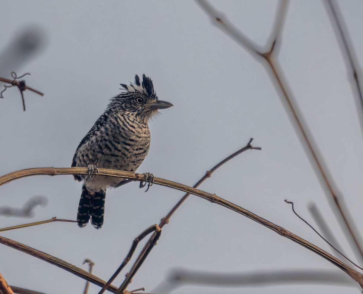 Barred Antshrike - ML644819210