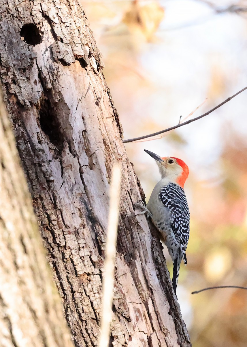 Red-bellied Woodpecker - ML644819213