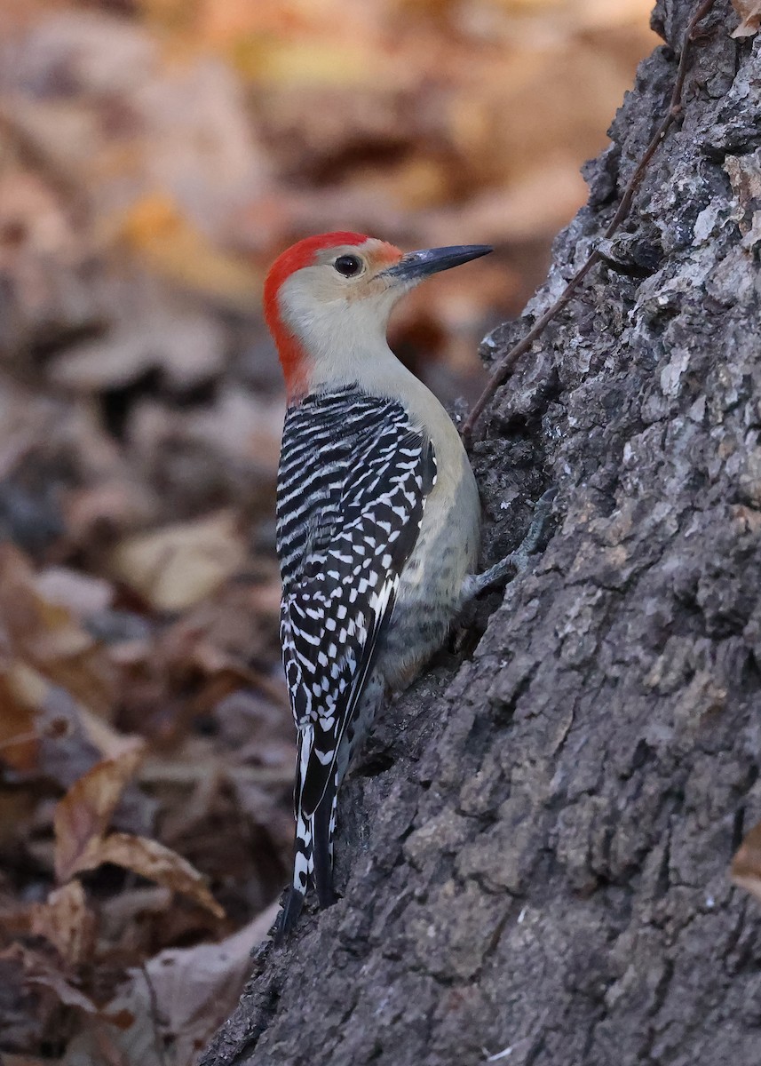 Red-bellied Woodpecker - ML644819214
