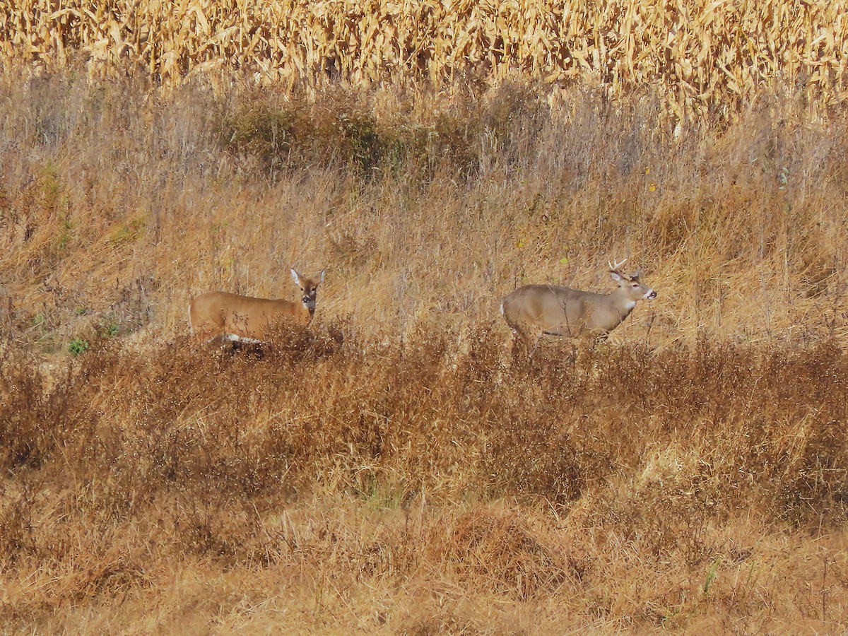 White-tailed Deer - ML644819217