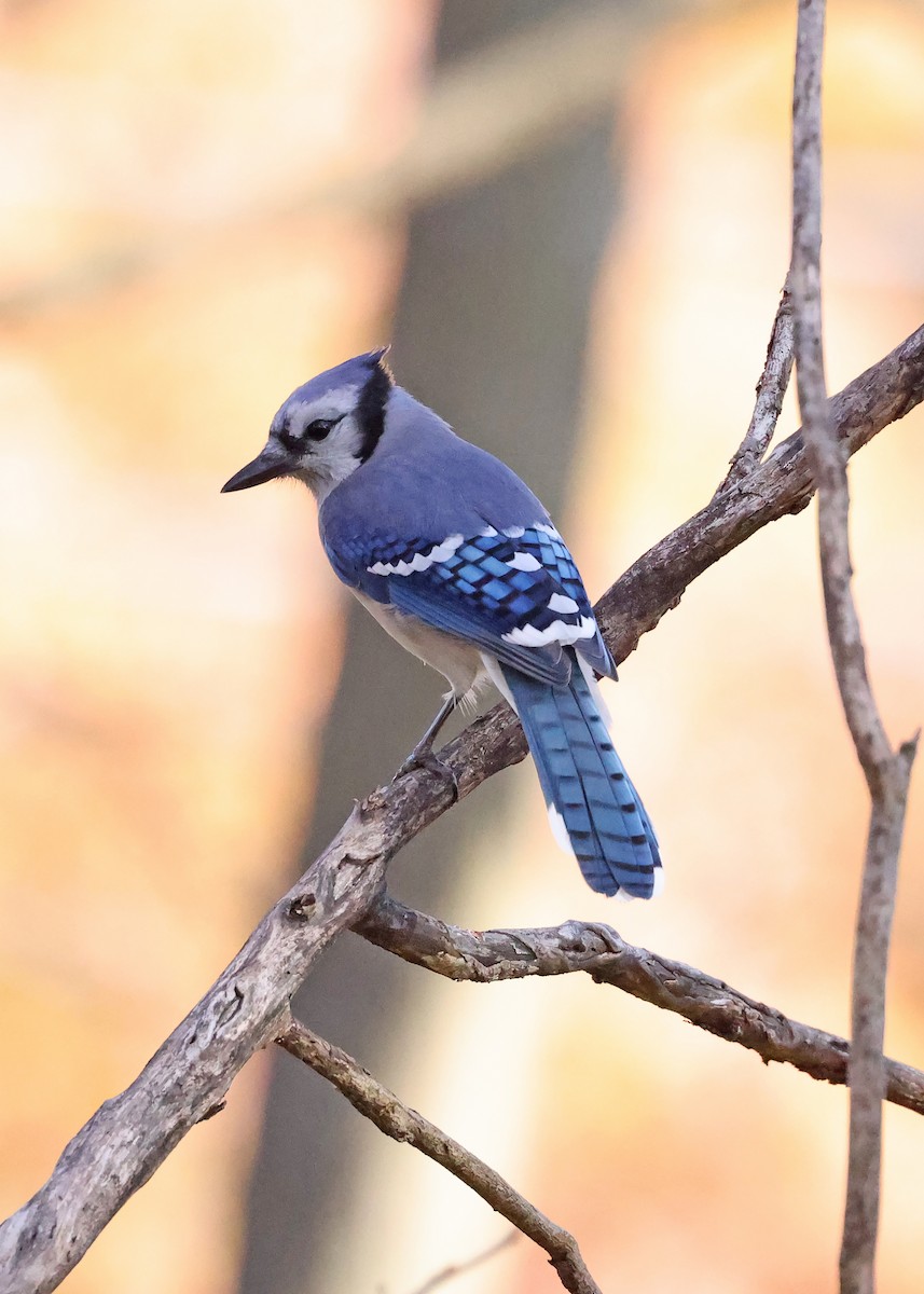 Blue Jay - ML644819244
