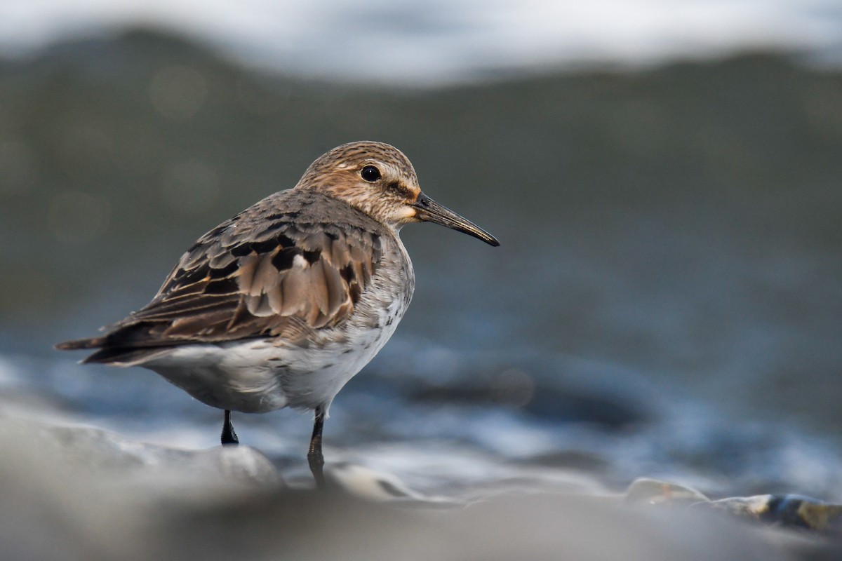 Ak Sokumlu Kumkuşu - ML644819246