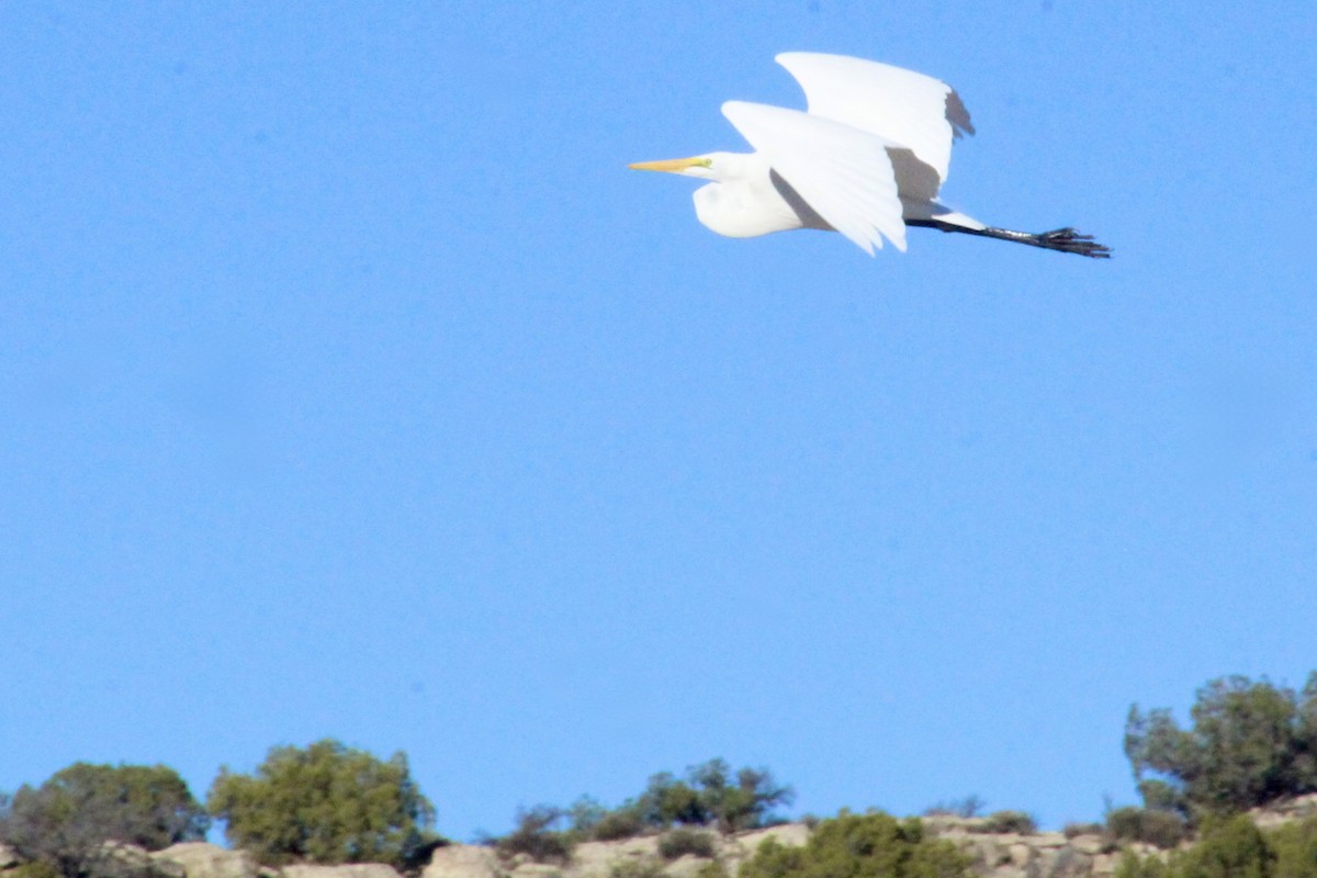 Koartza zuria - ML644819247