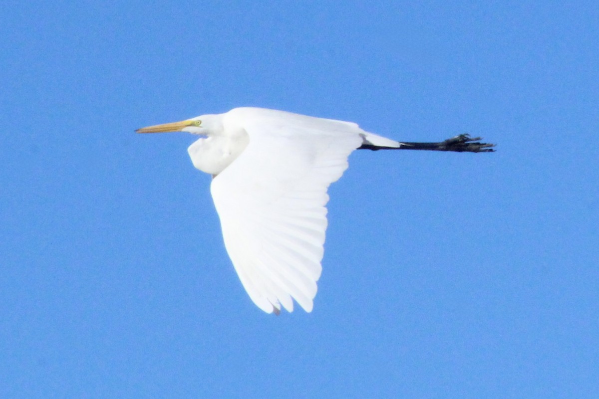 Koartza zuria - ML644819250