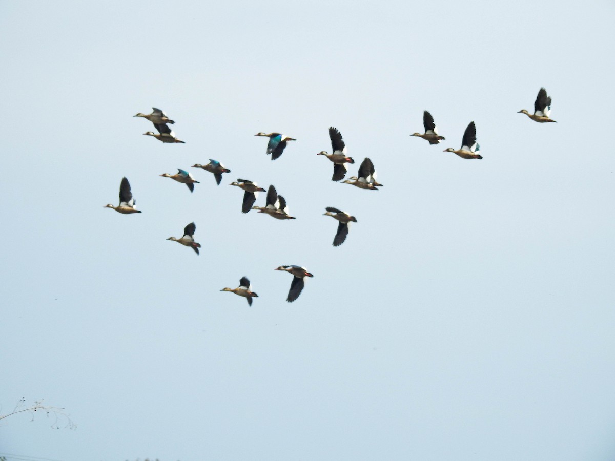 Brazilian Teal - ML644819251