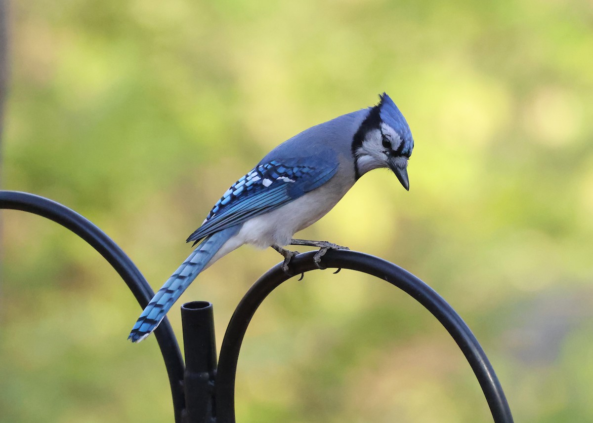 Blue Jay - ML644819254