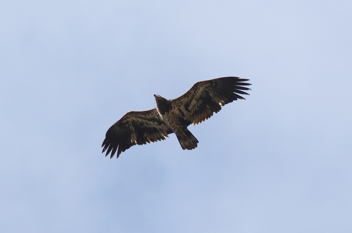 Pigargo Americano - ML644819258